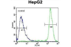 GPAM Antibody (Center) flow cytometric analysis of HepG2 cells (right histogram) compared to a negative control cell (left histogram). (GPAM Antikörper  (Middle Region))