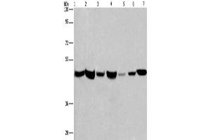 Western Blotting (WB) image for anti-Adipocyte Plasma Membrane Associated Protein (APMAP) antibody (ABIN2431984) (APMAP Antikörper)