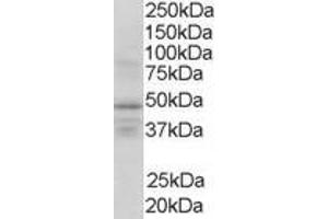 Western Blotting (WB) image for anti-Retinoid X Receptor, gamma (RXRG) (Internal Region) antibody (ABIN2466227) (Retinoid X Receptor gamma Antikörper  (Internal Region))