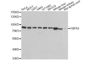 Western blot analysis of extracts of various cell lines, using HSPA5 antibody (ABIN5970071) at 1/1000 dilution. (GRP78 Antikörper)