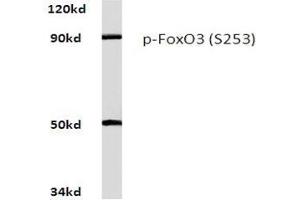 Western blot analysis of Phospho-FoxO3 Antibody (pSer253) in Raw264. (FOXO3 Antikörper  (pSer253))
