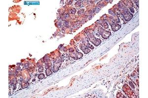 Immunohistochemistry (Paraffin-embedded Sections) (IHC (p)) image for anti-Tight Junction Protein 1 (TJP1) (AA 1551-1702) antibody (ABIN675024)