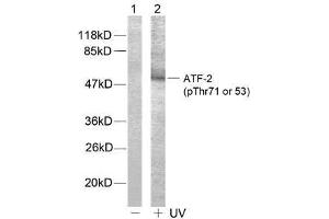 Western blot analysis of extract from HeLa cells, using ATF-2 (phospho-Thr71 or 53) antibody (E011031). (ATF2 Antikörper  (pThr53, pThr71))
