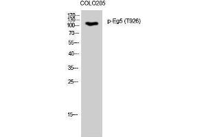 Western Blotting (WB) image for anti-Kinesin Family Member 11 (KIF11) (pThr926) antibody (ABIN3173050) (KIF11 Antikörper  (pThr926))