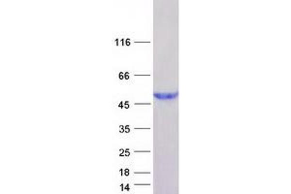 HENMT1 Protein (Transcript Variant 2) (Myc-DYKDDDDK Tag)