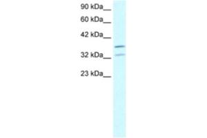 Western Blotting (WB) image for anti-Forkhead Box L1 (FOXL1) antibody (ABIN2460420) (FOXL1 Antikörper)