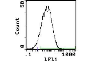 Cell Source: T Cell Blasts - Percentage of cells stained above control:86. (Transferrin Receptor Antikörper  (Biotin))