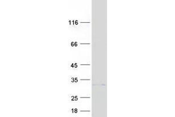 TMEM189 Protein (Myc-DYKDDDDK Tag)