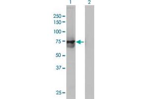 Western Blot analysis of ACOX2 expression in transfected 293T cell line by ACOX2 monoclonal antibody (M01), clone 1D1. (Acox2 Antikörper  (AA 582-681))