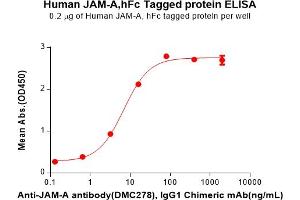 ELISA plate pre-coated by 2 μg/mL (100 μL/well) Human JAM-A Protein, hFc Tag(ABIN7092719, ABIN7272262 and ABIN7272263) can bind Anti-JAM-A antibody, IgG1 Chimeric mAb in a linear range of 3. (F11R Protein (AA 28-238) (Fc Tag))