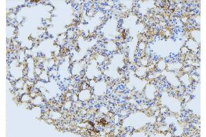 ABIN6275088 at 1/100 staining Mouse lung tissue by IHC-P. (MARCH3 Antikörper  (Internal Region))