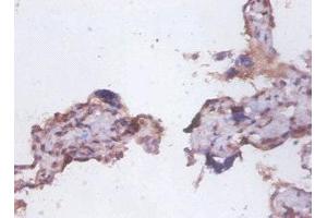 Immunohistochemistry of paraffin-embedded human placenta tissue using ABIN7173891 at dilution of 1:100 (FAS Antikörper  (AA 26-171))