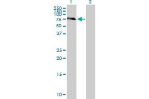 Western Blot analysis of IL7R expression in transfected 293T cell line by IL7R MaxPab polyclonal antibody. (IL7R Antikörper  (AA 1-459))