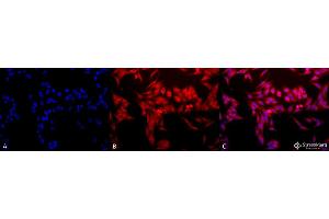 Immunocytochemistry/Immunofluorescence analysis using Rabbit Anti-HO-1 Polyclonal Antibody . (HMOX1 Antikörper  (APC))