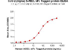 ELISA plate pre-coated by 2 μg/mL (100 μL/well) SARS-CoV-2 (Alpha) S protein RBD, hFc Tag (ABIN7455407, ABIN7490637 and ABIN7490638) can bind Human Protein, mFc Tag ABIN6961130, ABIN7042289 and ABIN7042290 in a linear range of 4. (SARS-CoV-2 Spike Protein (B.1.1.7 - alpha, RBD) (Fc Tag))