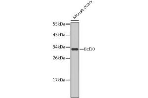 Western blot analysis of extracts of mouse ovary, using Bcl10 antibody (ABIN1678837 and ABIN5663604). (BCL10 Antikörper)