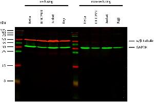 Anti-alpha/beta-Tubulin dimer Purified (TU-10) works in WB application under reducing conditions. (Alpha, beta-Tubulin Dimer Antikörper)