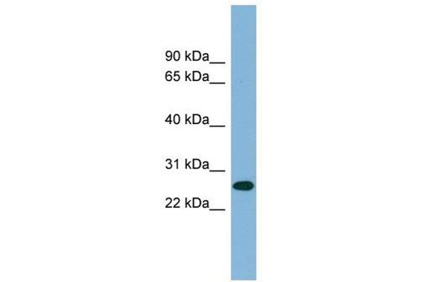 SRSF12 Antikörper  (Middle Region)