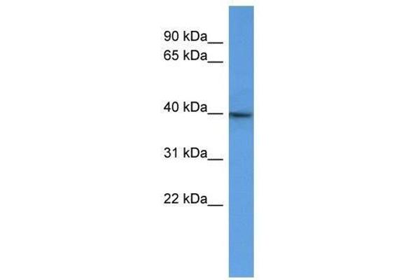 B3GAT2 Antikörper  (C-Term)