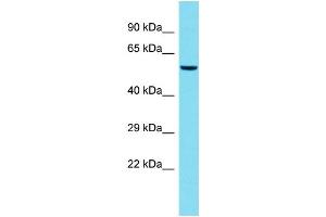 Host: Rabbit  Target Name: Rbbp4  Sample Tissue: Mouse Testis lysates  Antibody Dilution: 1. (Retinoblastoma Binding Protein 4 Antikörper  (C-Term))