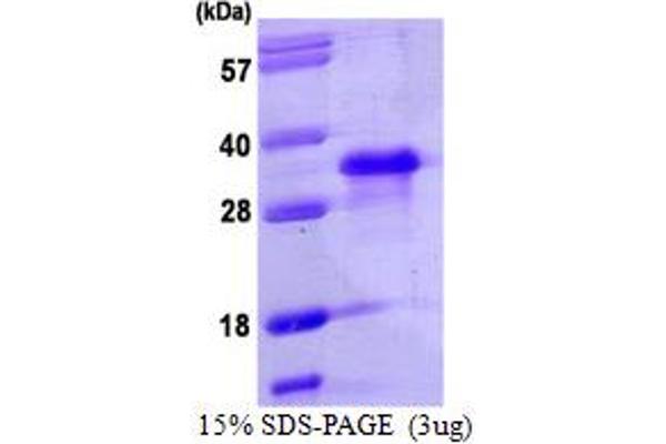 Nanog Protein (AA 1-154) (His tag)