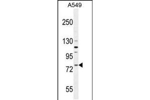 Western blot analysis in A549 cell line lysates (35ug/lane). (FZD6 Antikörper  (AA 493-520))