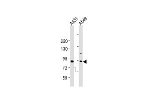 Western Blot at 1:2000 dilution Lane 1: A431 whole cell lysates Lane 2: A549 whole cell lysates Lysates/proteins at 20 ug per lane. (DNMT3B Antikörper  (AA 389-417))