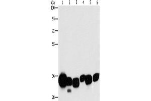Western Blotting (WB) image for anti-Carbonyl Reductase 1 (CBR1) antibody (ABIN2429508) (CBR1 Antikörper)