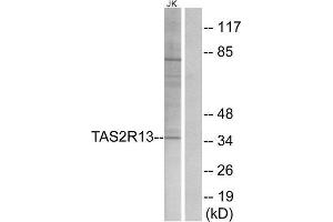Western Blotting (WB) image for anti-Taste Receptor, Type 2, Member 13 (TAS2R13) (Internal Region) antibody (ABIN1853349) (TAS2R13 Antikörper  (Internal Region))