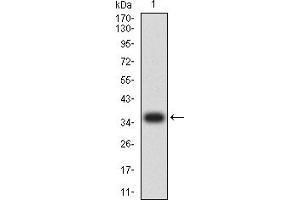 Western blot analysis using CASP9 mAb against human CASP9 (AA: 331-416) recombinant protein. (Caspase 9 Antikörper  (AA 331-416))