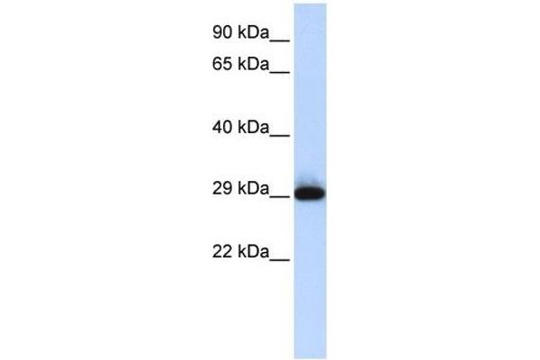 SUSD3 Antikörper  (N-Term)