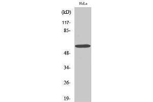 Western Blotting (WB) image for anti-GTPase Activating Protein (SH3 Domain) Binding Protein 1 (G3BP1) (Tyr529) antibody (ABIN3175180) (G3BP1 Antikörper  (Tyr529))
