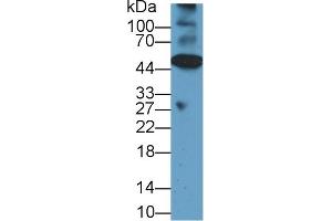 Western blot analysis of Mouse Heart lysate, using Rat CASP12 Antibody (1 µg/ml) and HRP-conjugated Goat Anti-Rabbit antibody ( (Caspase 12 Antikörper  (AA 1-244))