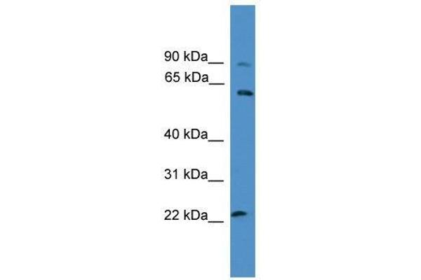 KCNS1 Antikörper  (N-Term)