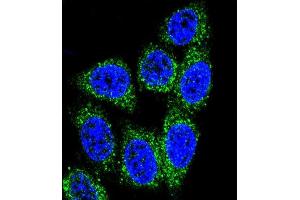 Confocal immunofluorescent analysis of MUTYH Antibody (Center) (ABIN653106 and ABIN2842694) with Hela cell followed by Alexa Fluor® 488-conjugated goat anti-rabbit lgG (green). (MUTYH Antikörper  (AA 341-367))