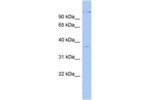 Western Blotting (WB) image for anti-Paired Box 4 (PAX4) antibody (ABIN2463891) (PAX4 Antikörper)