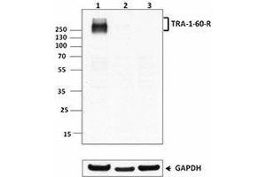 Western Blotting (WB) image for anti-TRA-1-60(R) antibody (ABIN2660534) (TRA-1-60(R) Antikörper)
