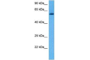 Host:  Rabbit  Target Name:  RELB  Sample Tissue:  Mouse Pancreas  Antibody Dilution:  1ug/ml (RELB Antikörper  (C-Term))