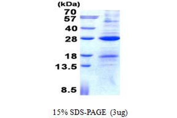 AICDA Protein (His tag)