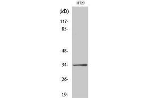 Western Blotting (WB) image for anti-G Protein-Coupled Receptor 18 (GPR18) (Internal Region) antibody (ABIN3175366) (GPR18 Antikörper  (Internal Region))