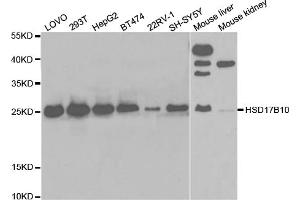 Western blot analysis of extracts of various cell lines, using HSD17B10 antibody (ABIN5973165) at 1/1000 dilution. (HSD17B10 Antikörper)