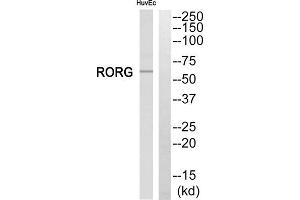 Western blot analysis of extracts from HuvEc cells, using RORG antibody. (RORC Antikörper  (Internal Region))