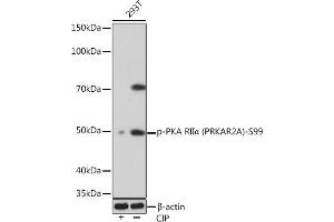 Western blot analysis of extracts of 293T cells, using Phospho-PKA RIIα (PRKA)-S99 Rabbit mAb (ABIN7269661) at 1:1000 dilution. (PRKAR2A Antikörper  (pSer99))