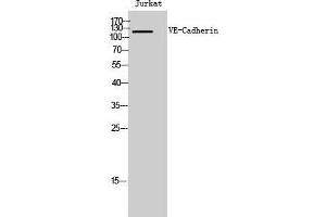 Western Blot (WB) analysis of Jurkat cells using VE-Cadherin Polyclonal Antibody. (Cadherin 5 Antikörper  (Ser225))