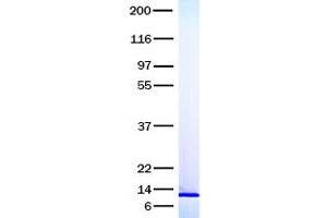 Validation with Western Blot (Nerve Growth Factor Protein (NGF))