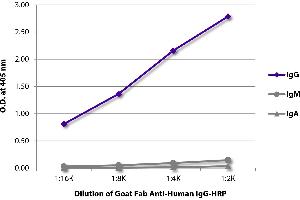 ELISA plate was coated with purified human IgG, IgM, and IgA. (Ziege anti-Human IgG (Heavy Chain) Antikörper (HRP))