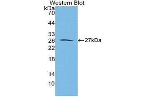Western Blotting (WB) image for anti-Aggrecan (ACAN) (AA 2162-2316) antibody (ABIN2117831) (Aggrecan Antikörper  (AA 2162-2316))