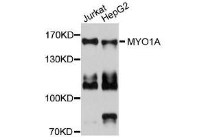 Western blot analysis of extracts of various cell lines, using MYO1A antibody (ABIN5996323) at 1/1000 dilution. (Myosin IA Antikörper)