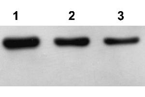 Western Blot analysis of Arabidopsis thaliana lysate using Plant Actin Antibody. (Actin Antikörper)