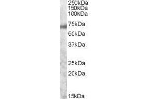 ABIN2561488 staining of Human Colon lysate (35µg protein in RIPA buffer). (MYB Antikörper  (AA 281-294))